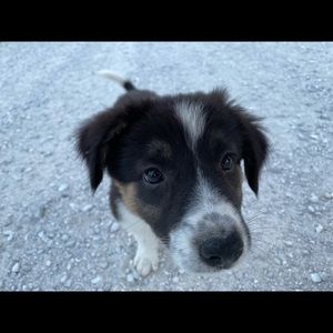 Meet your Posher, Abbie